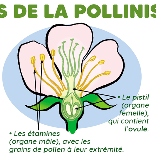 Graines de jardiniers Graines de jardiniers