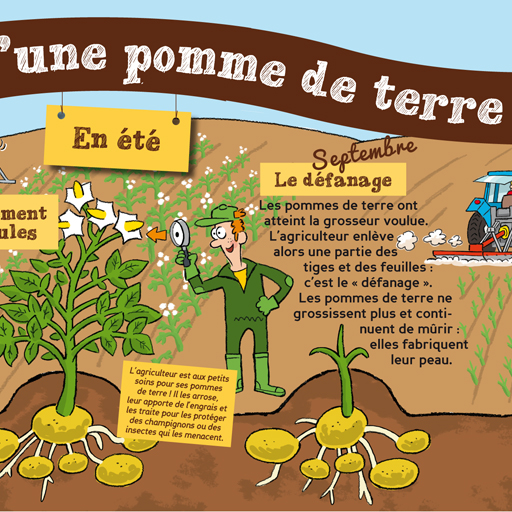 Comité national interprofessionnel de la pomme de terre (CNIPT) posters